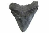 Fossil Megalodon Tooth - South Carolina #371778-2